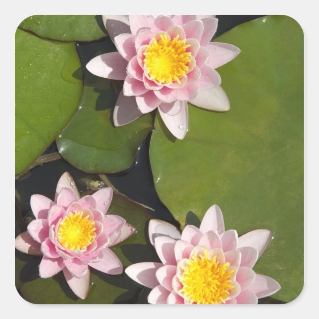 Water lilies square sticker (Front)