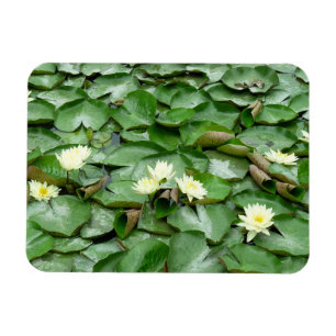 Water Lillies Magnet