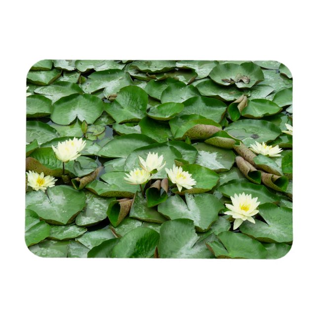 Water Lillies Magnet (Horizontal)