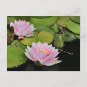 Water Lillies Postcard