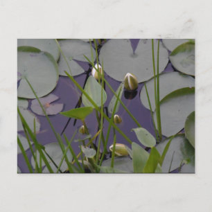Water lillies postcard
