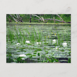 Water Lillies Postcard