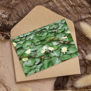 Water Lillies Postcard