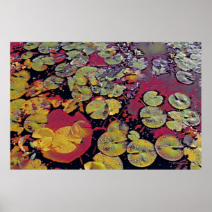 Water Lillies Poster