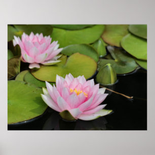 Water Lillies Poster