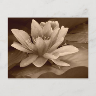Water Lilly Card