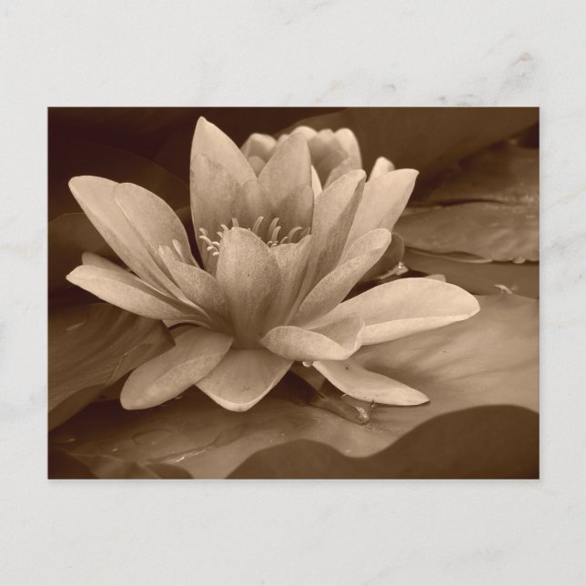 Water Lilly Card (Front)