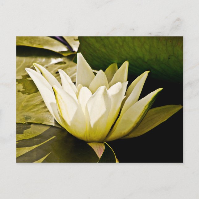 Water lilly Card (Front)