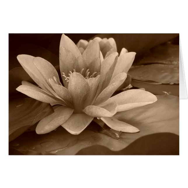 Water Lilly Card (Front Horizontal)