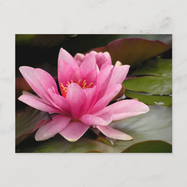 Water Lilly Card (Front)