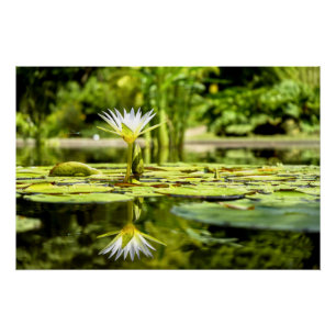 Water Lilly in Botanical Garden Poster
