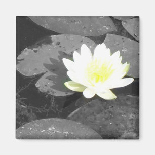 water lilly magnet