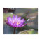 Water Lilly