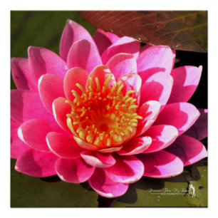 Water Lilly Poster