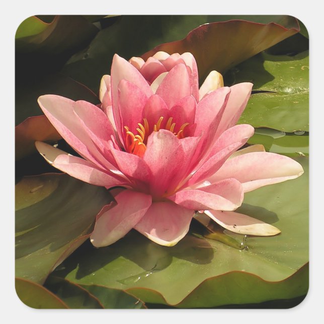 Water lilly Sticker (Front)