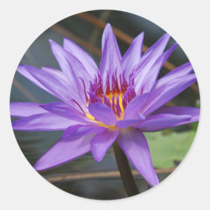 Water lilly Sticker