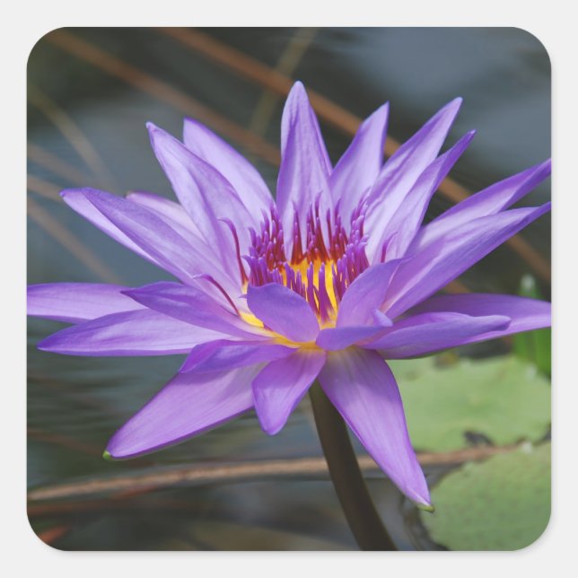 Water lilly Sticker (Front)