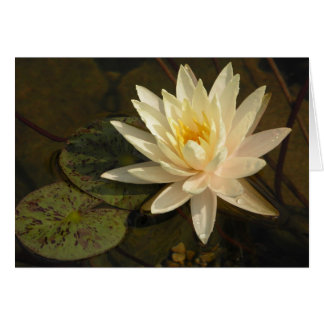 Water Lily