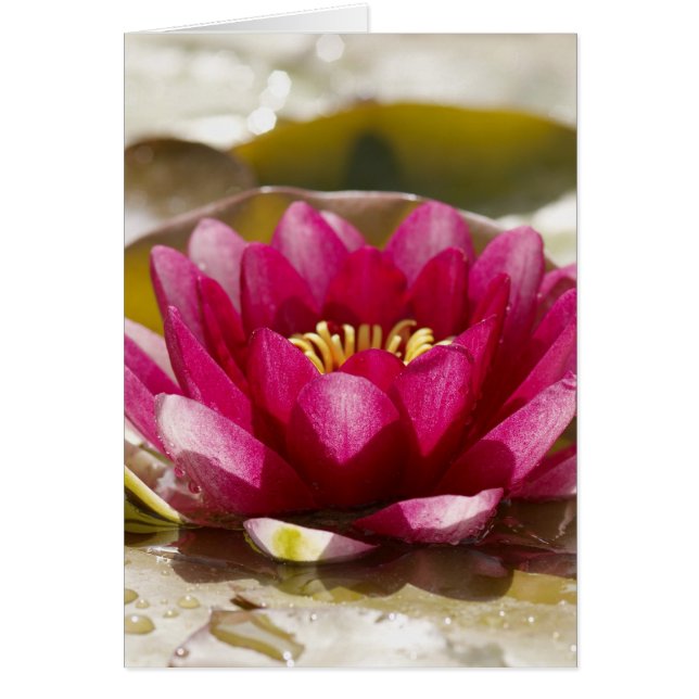 Water lily (Front)