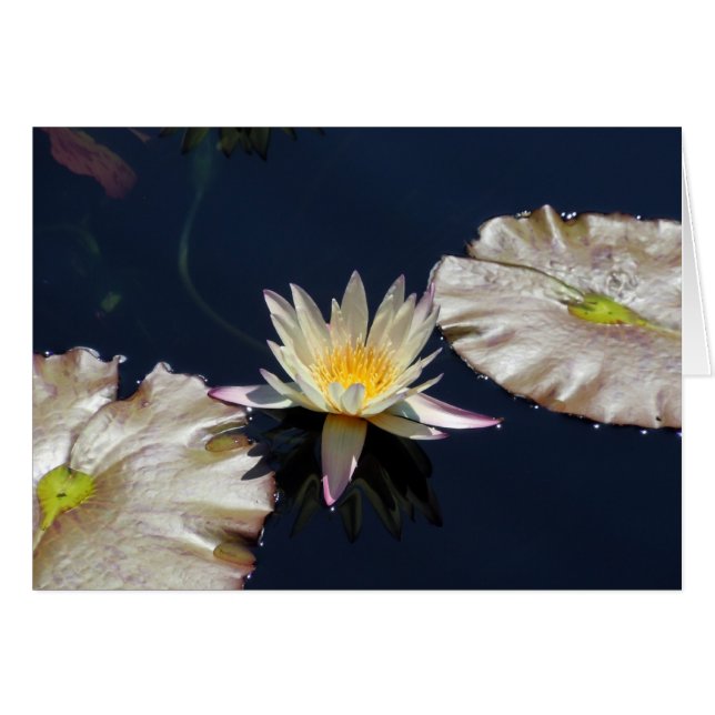 Water Lily (Front Horizontal)