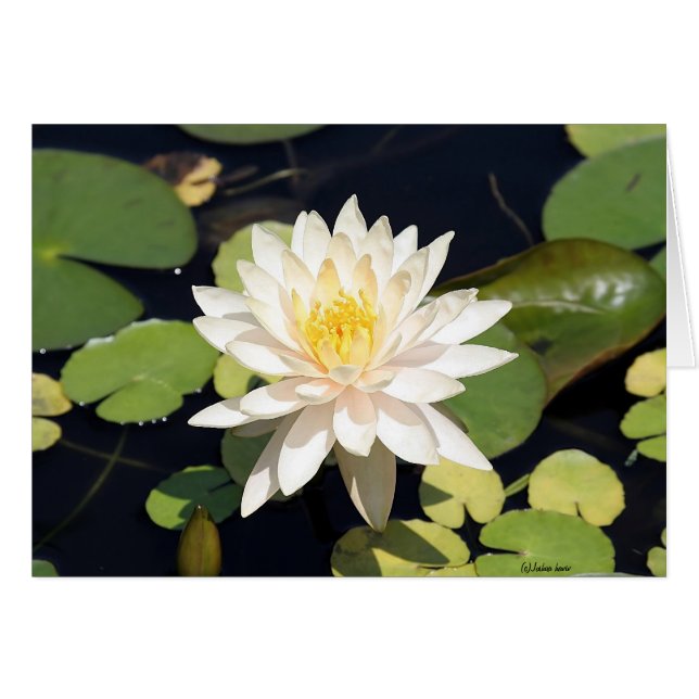 Water Lily (Front Horizontal)