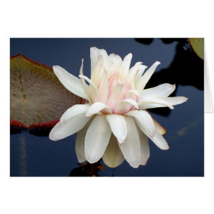 Water Lily