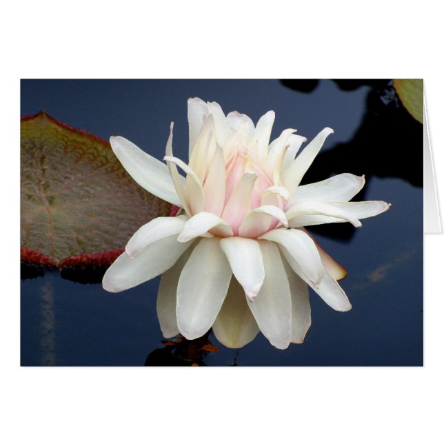 Water Lily (Front Horizontal)