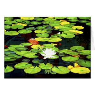 Water Lily