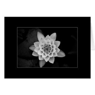Water Lily