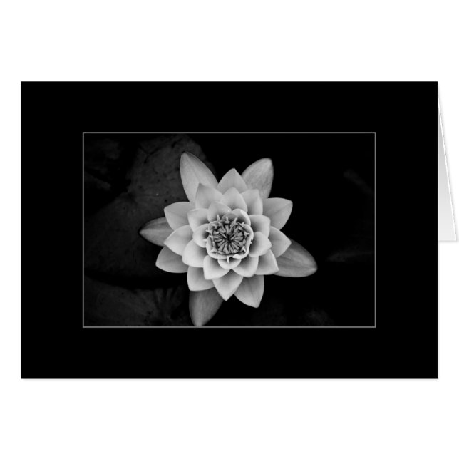Water Lily (Front Horizontal)