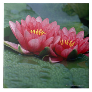 Water Lily 2 Ceramic Tile