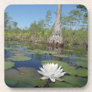 Water Lily 2 Coaster