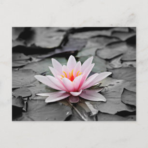 Water Lily Aquatic Plant  Postcard