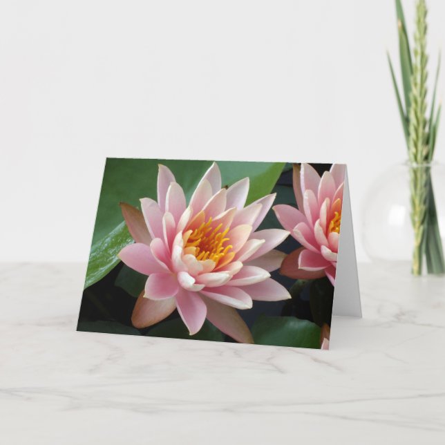 Water Lily Beauty Card (Front)