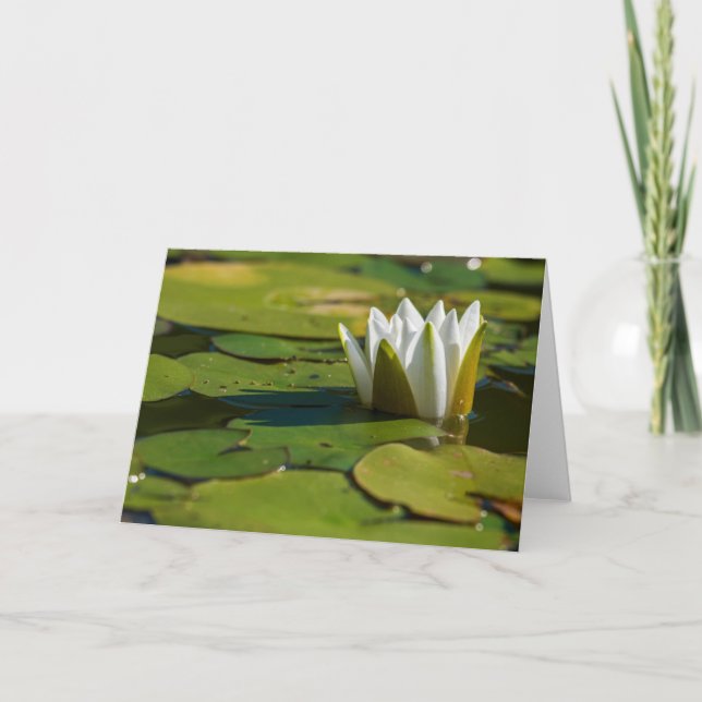 Water Lily Blossom Card (Front)