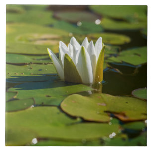 Water Lily Blossom Ceramic Tile