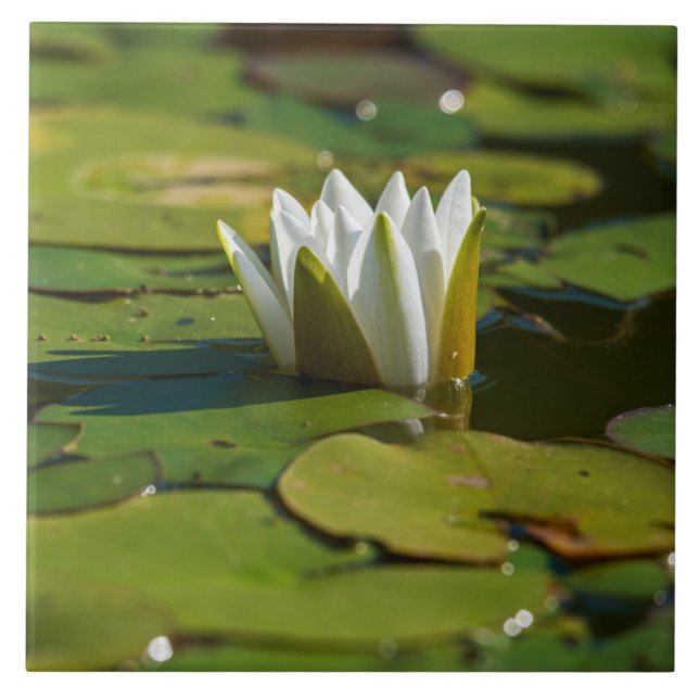 Water Lily Blossom Ceramic Tile (Front)
