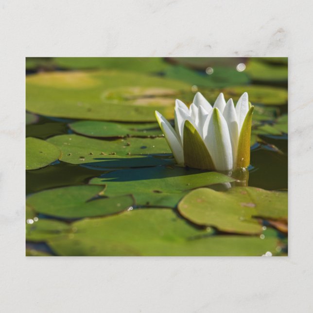 Water Lily Blossom Postcard (Front)