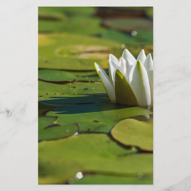 Water Lily Blossom Stationery (Front)