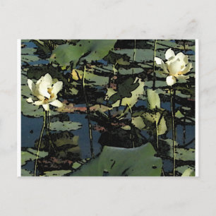 Water Lily Blossoms Postcard