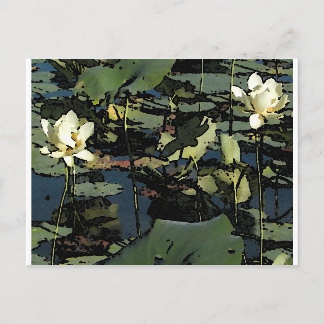 Water Lily Blossoms Postcard (Front)