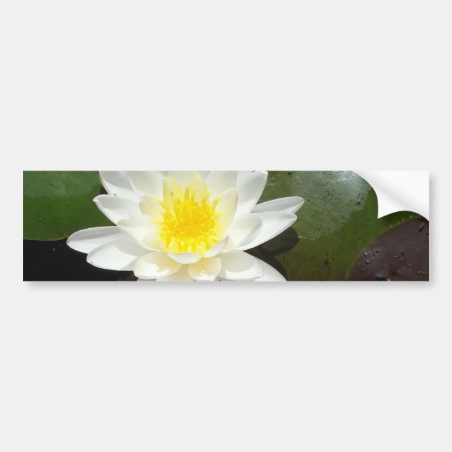 Water Lily Bumper Sticker (Front)