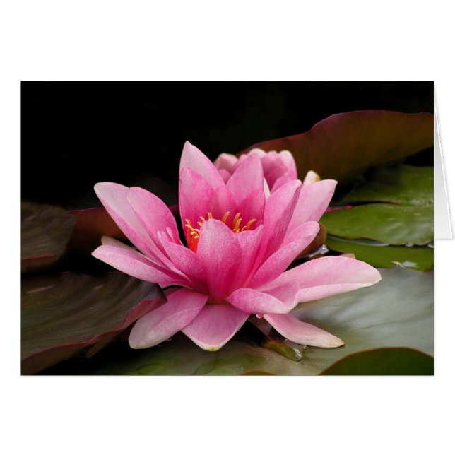 Water Lily Card (Front Horizontal)
