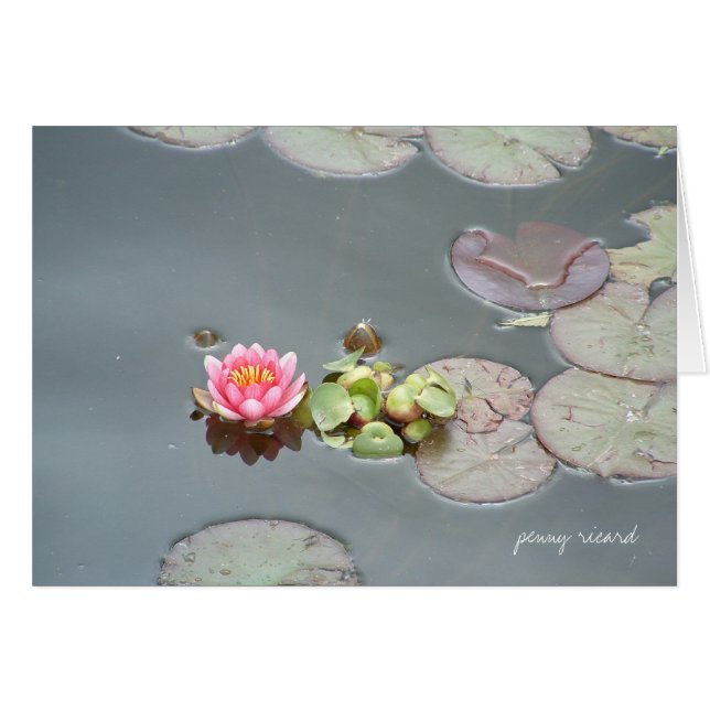 Water Lily Card (Front Horizontal)