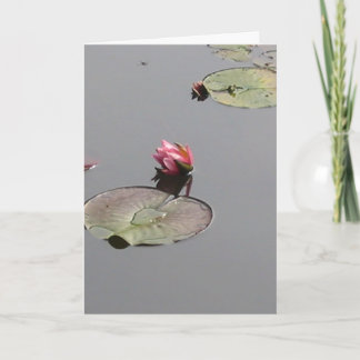 Water Lily Card