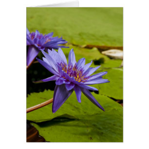 Water Lily Card