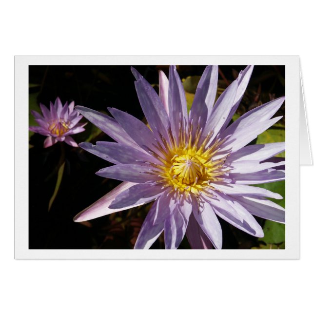 Water Lily Cards (Front Horizontal)