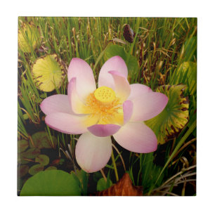 Water Lily Ceramic Tile