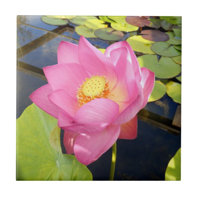 Water Lily Ceramic Tile (Front)
