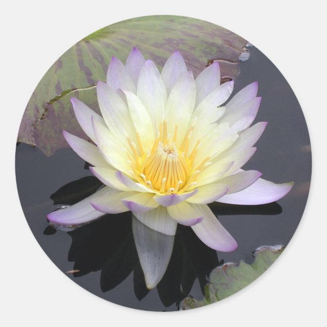 Water Lily Classic Round Sticker (Front)